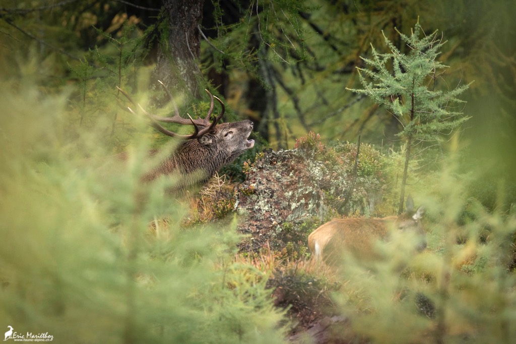 cerf_10cors-45