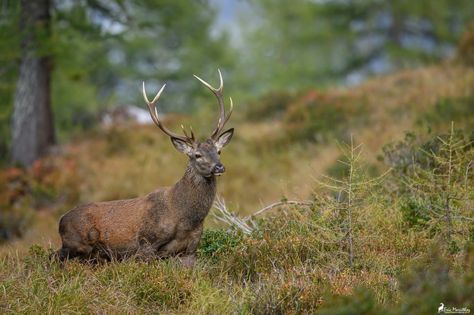 cerf_10cors-462