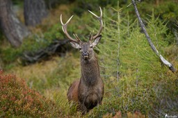 cerf_10cors-559