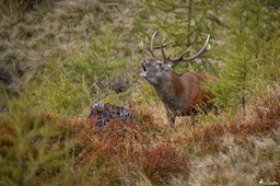 cerf_10cors-592