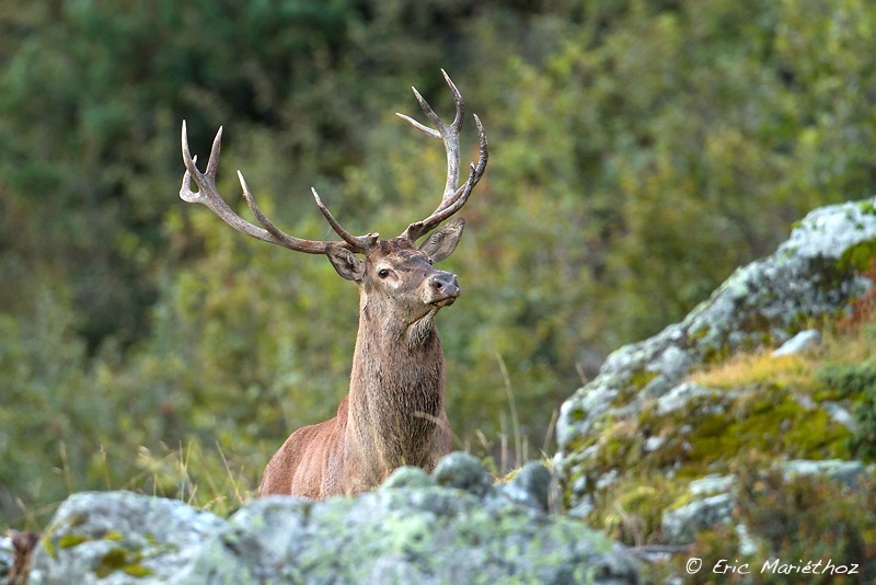 cerf_12cors-113