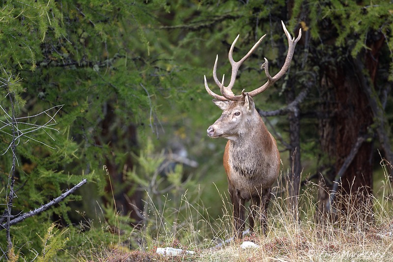 cerf_12cors-13