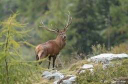 cerf_12cors-233