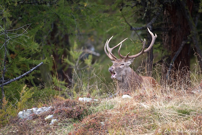 cerf_12cors-8