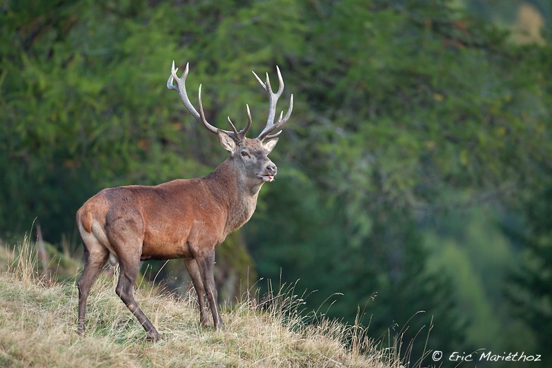 cerf_14cors-59