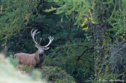 cerf_16cors-4