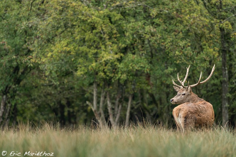 cerf_2014_Sainte-Croix-17