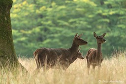 cerf_2014_Sainte-Croix-2