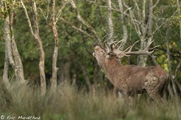 cerf_2014_Sainte-Croix-32