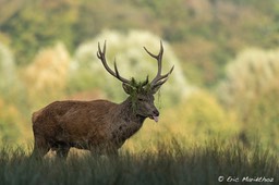cerf_2014_Sainte-Croix-54