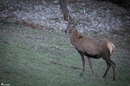 cerf_6cors-46
