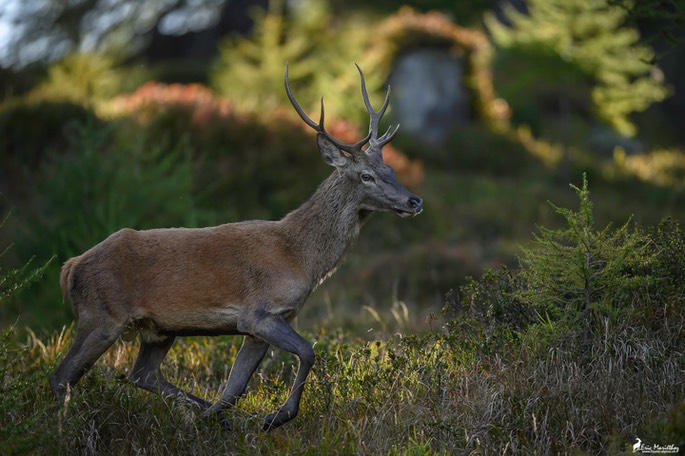 cerf_6cors-70