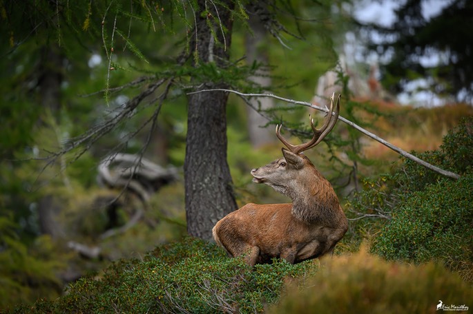 cerf_8cors-216