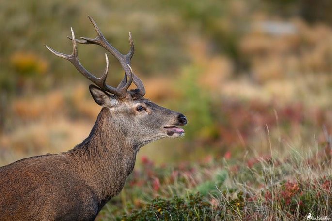 cerf_8cors-240-Avec accentuation-Bruit