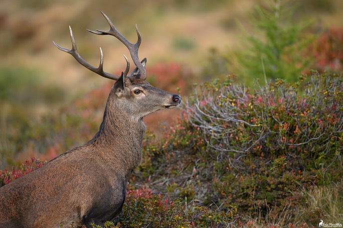 cerf_8cors-291