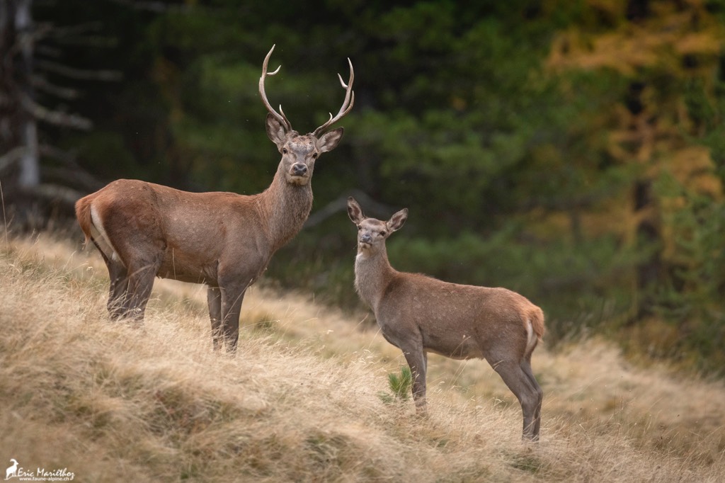 cerf_8cors-54