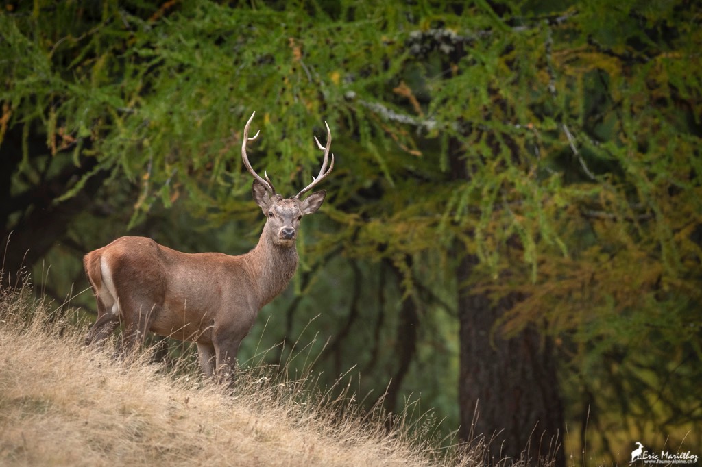 cerf_8cors-61