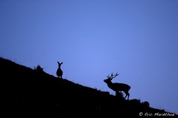 cerf_ambiance-13