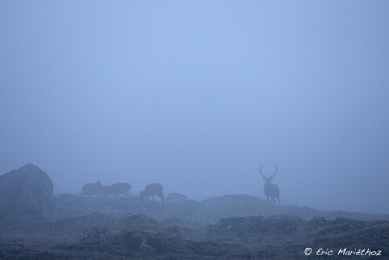 cerf_ambiance-2