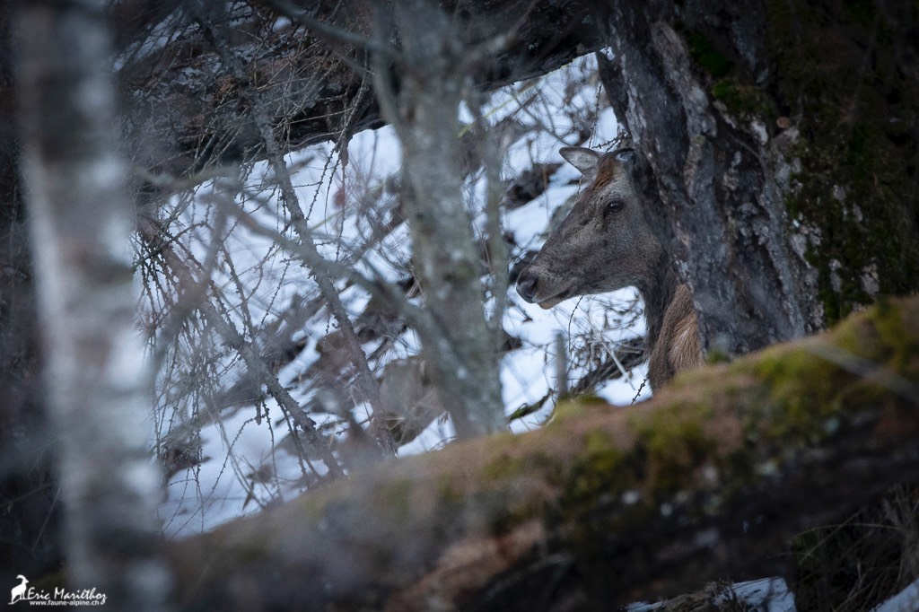 cerf_mulet-2