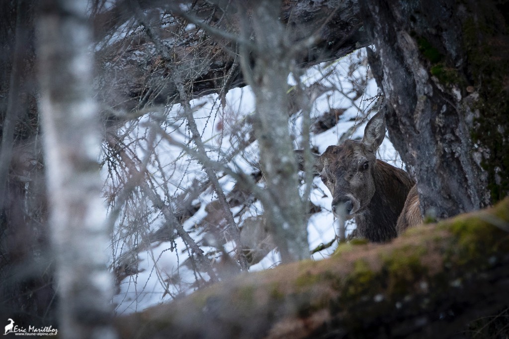cerf_mulet-6