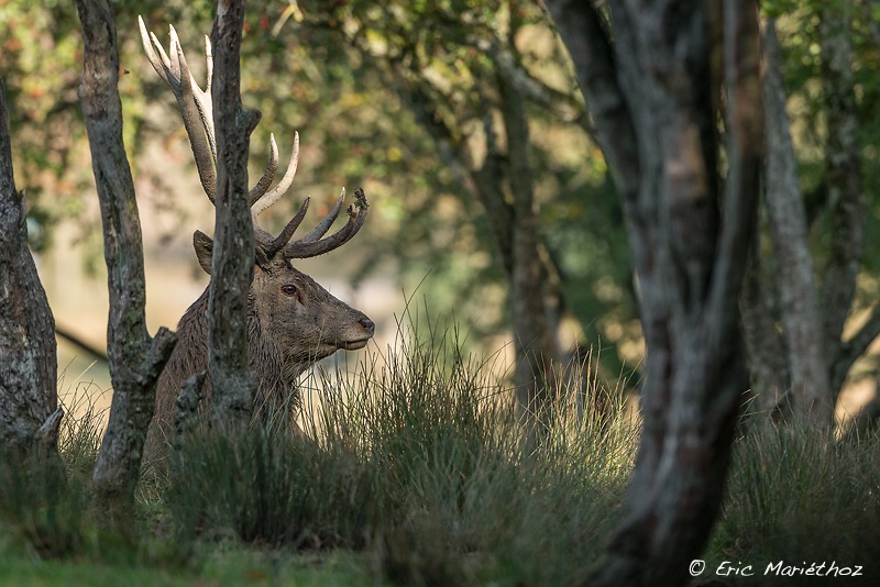 cerf_Sainte-Croix-162