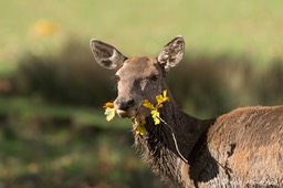 cerf_Sainte-Croix-187