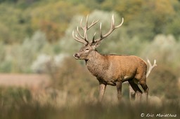 cerf_Sainte-Croix-197