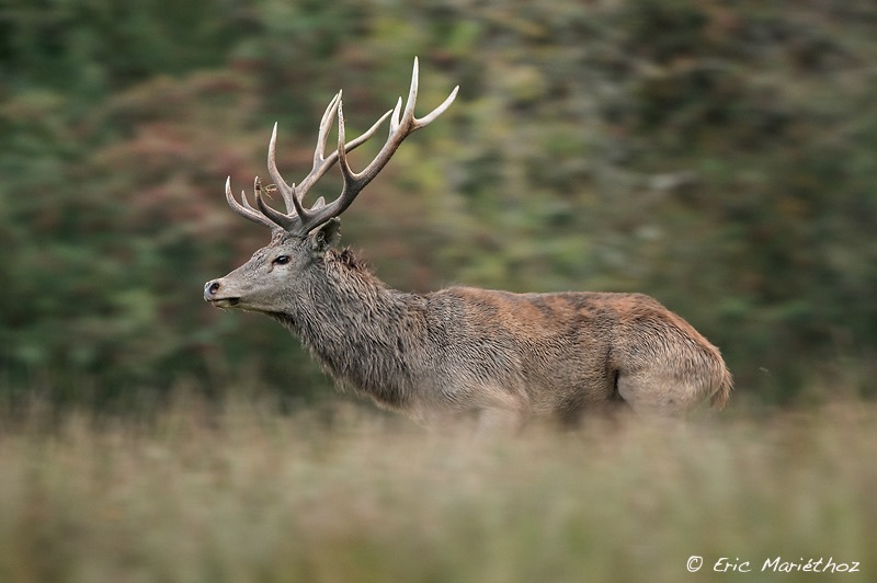 cerf_Sainte-Croix-1