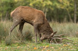 cerf_Sainte-Croix-205