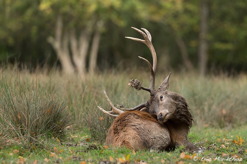 cerf_Sainte-Croix-212