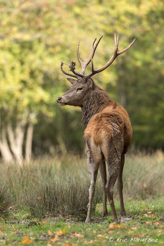 cerf_Sainte-Croix-232