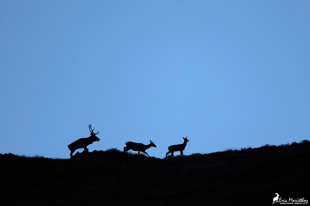 cerf_silouette-3