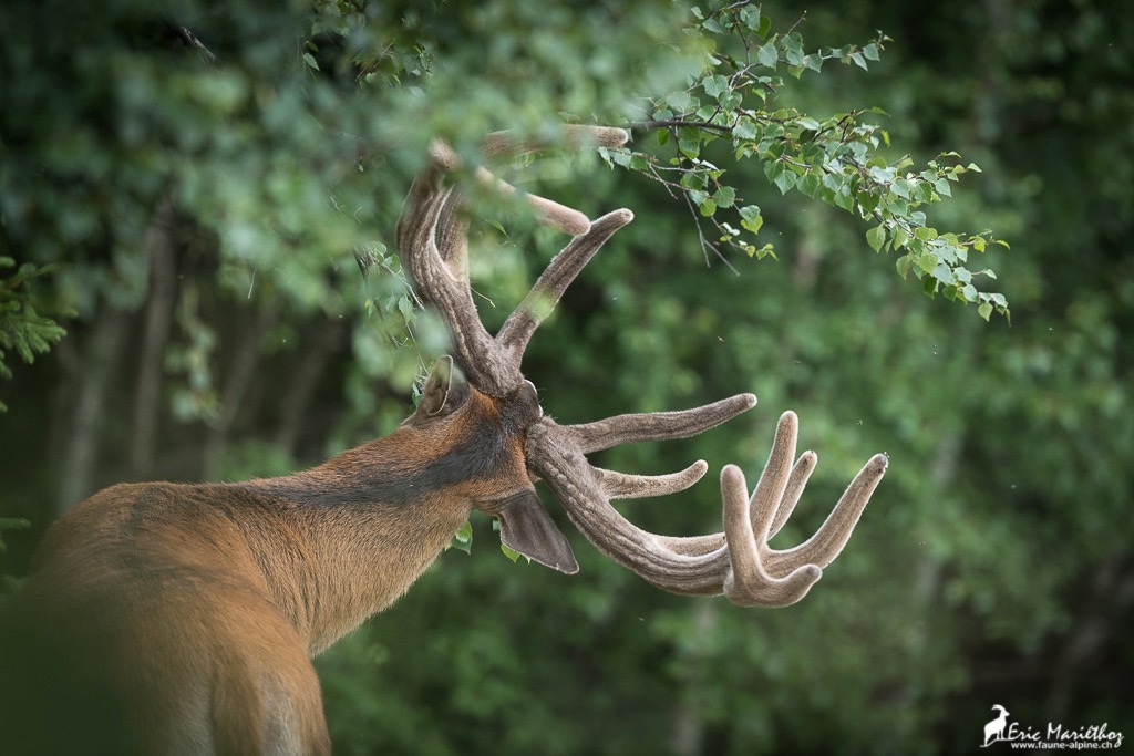 cerf_velours-118