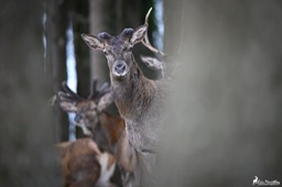 cerf_velours-15