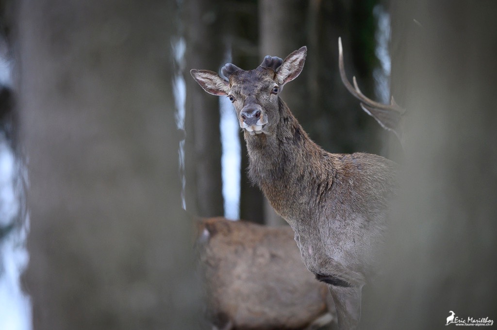 cerf_velours-21 copie