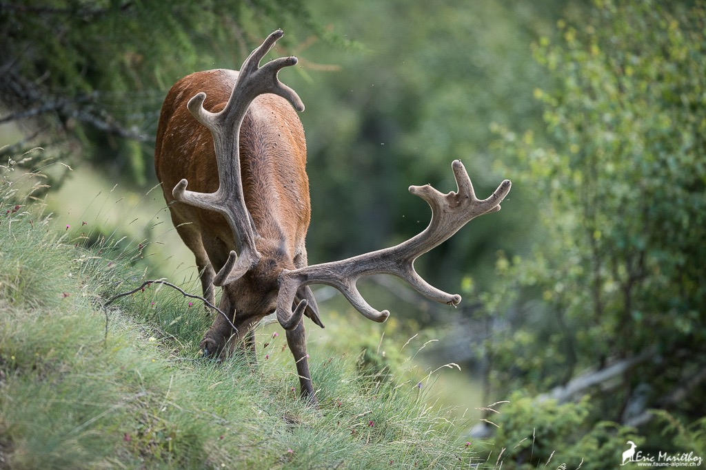cerf_velours-21