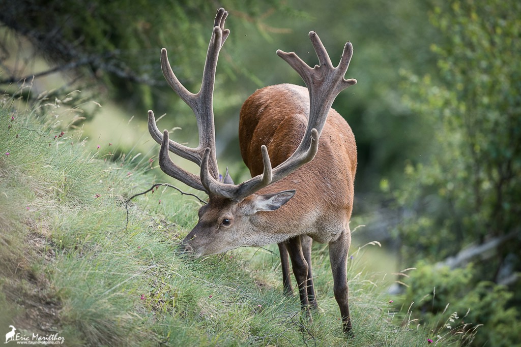cerf_velours-30