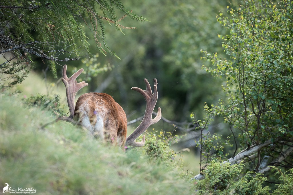 cerf_velours-36