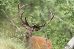 cerf_velours-4