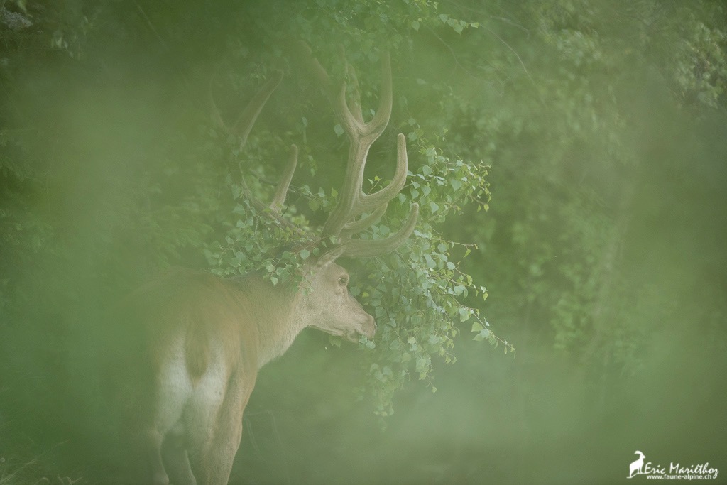 cerf_velours-64