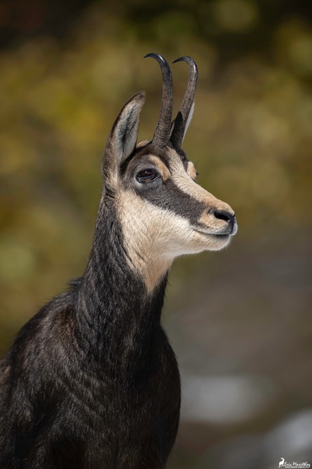 chamois-1434 copie
