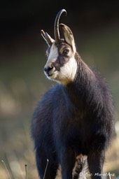 chamois-1434