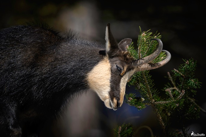 chamois-1469