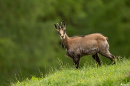 chamois-1669