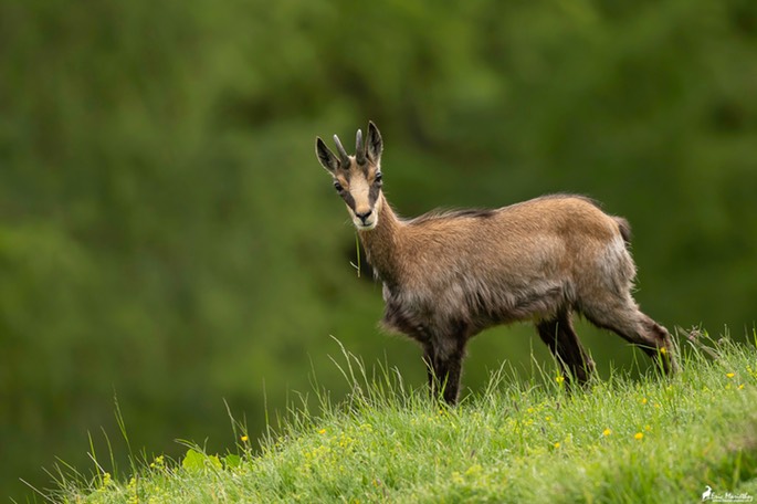 chamois-1669