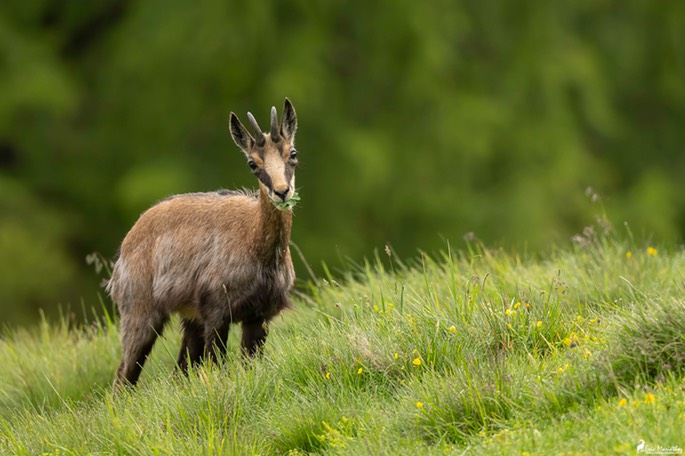chamois-1705