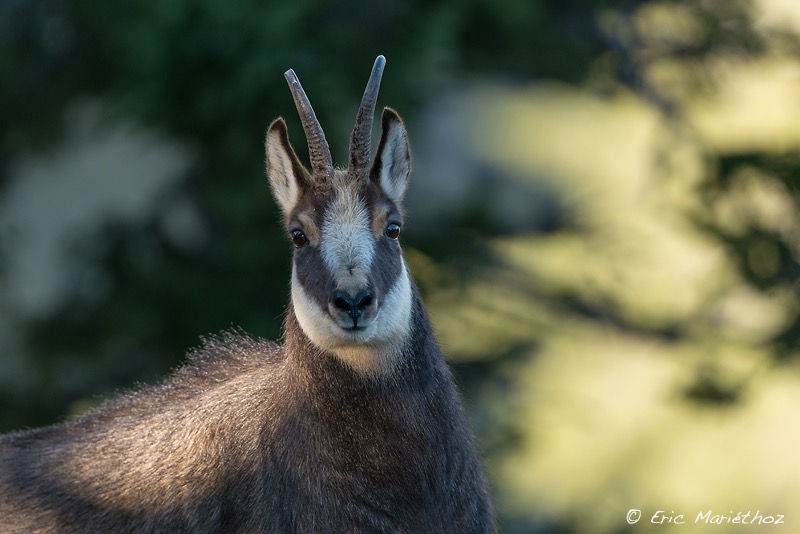 chamois-1824