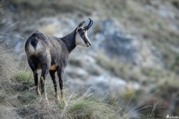chamois-1826