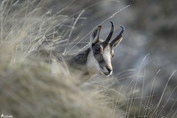 chamois-1848